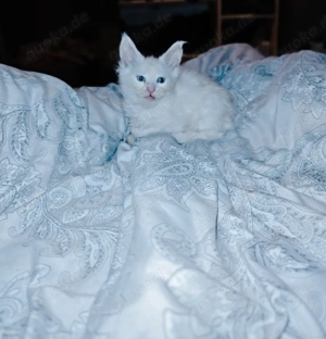 Reinrassiges Mainecoon Mädchen 