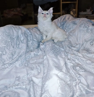  Absofort abzugeben Reinrassiges Mainecoon Mädchen 