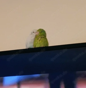 Sperlingspapagei Pärchen 