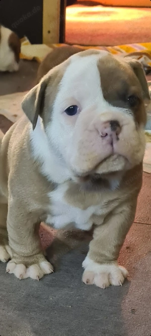 Old english Bulldog Welpe Rüde 
