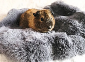 Meerschweinchen Elvis sucht sein Traumzuhause