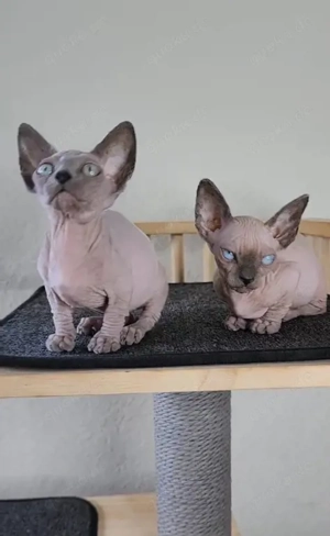 Wunderschöne Elfen- und Zwergsphynx-Kätzchen mit blauen Augen!