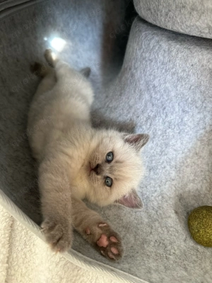 Bkh britisch kurzhaar kitten Blue Lilac Blue Point 