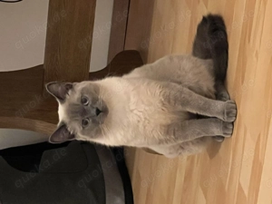 Wunderschöne Kätzchen BKH x Ragdoll   liebevolle Familien gesucht 