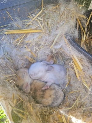 Kaninchen Innenhaltung Kastriert