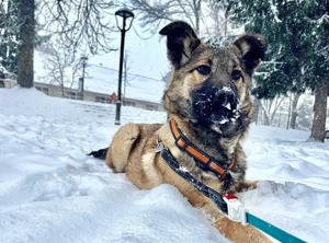 Fidelia - sensible Begleiterin für ruhige Hände gesucht