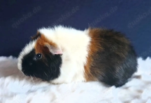 Meerschweinchen Lutz sucht sein Traumzuhause