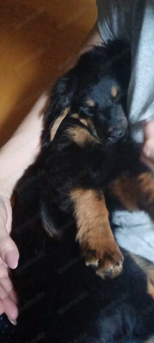 Unsere Fellmäuse suchen ein Traumzuhause