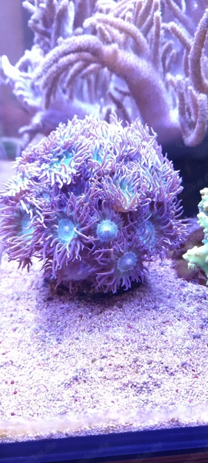 Bartkoralle mit mindestens 25 Köpfen