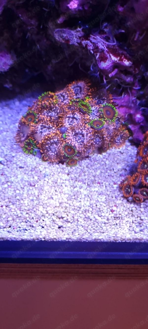 Zooanthus Krustenanemonen