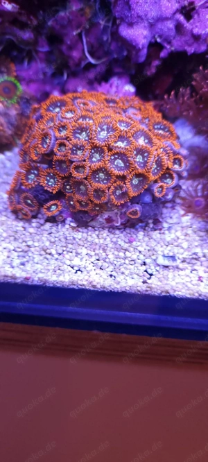 Zooanthus Krustenanemonen