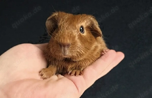 Meerschweinchen Krümel & Erik suchen ihr Traumzuhause