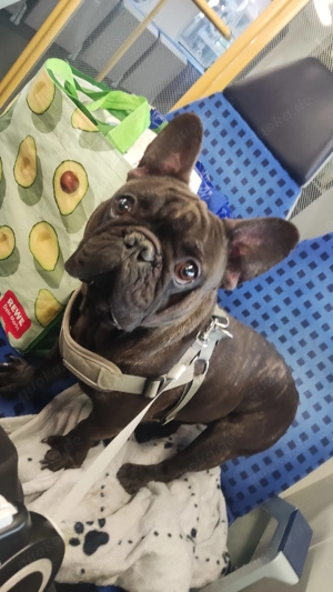 Französische Bulldogge Rüde