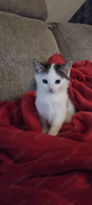 Katzen Junge 11 Wochen alt 