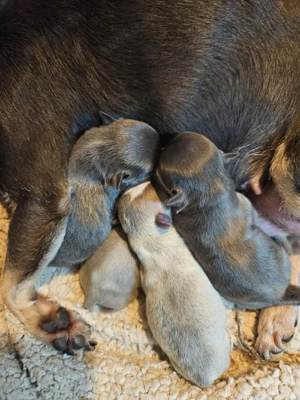 Chihuahua Welpen reinrassig blue und lilac 