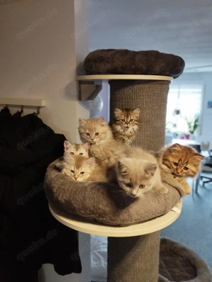 Bkh   Blh Kitten suchen schönes Zuhause 