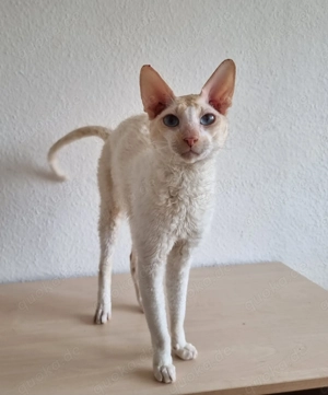 Champion Cornish Rex Kater mit Stammbaum