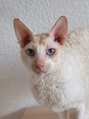 Champion Cornish Rex Kater mit Stammbaum