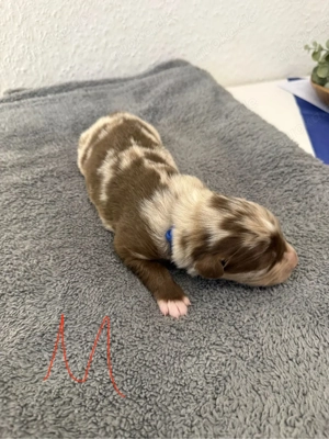 Australian Shepherd Welpen    