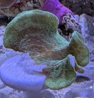 Pavona Cactus Koralle