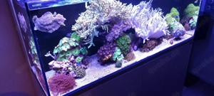 Meerwasseraquarium zu verkaufen