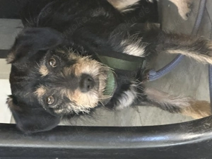 Ella Maus sucht ein liebevolles Zuhause 