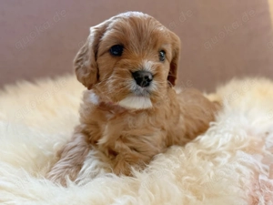 Süße Cavapoo Welpen mit Ahnennachweis