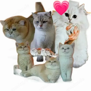 BKH Wurfankündigung Interessentenliste offen  