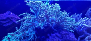 grosse solitäre grüne Weichkoralle