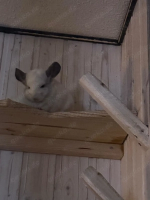 4 Chinchilla abzugeben. 2x Weibchen 2x Böckchen