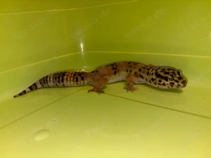 Tangerine Leopardgecko 
