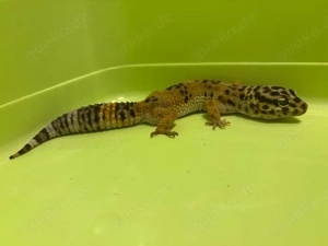 Leopardgecko Weibchen 