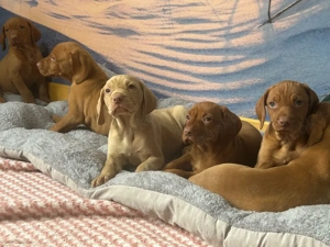 Wunderschöne reinrassige Magyar Vizsla Welpen