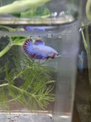 betta splendens kampffisch 