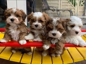 Havaneser welpen