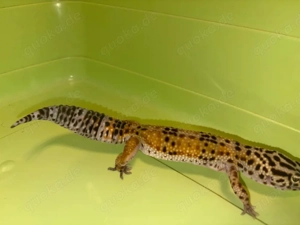 Tangerine Leopardgecko