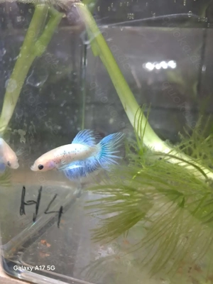betta splendens kampffisch 