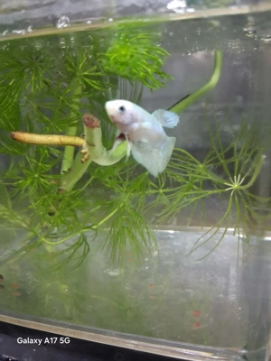 betta splendens kampffisch 