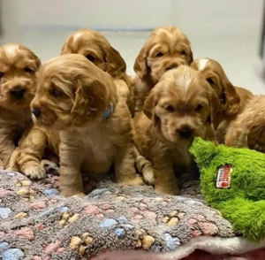 Cocker spaniel welpen