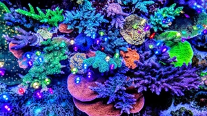 Montiplatte Rot Koralle