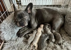 Merle Französische Bulldoggenwelpen