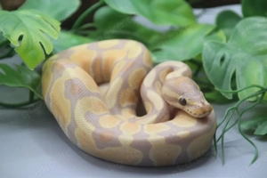 Königspython  1.0 Banana double het. Albino Piebald ENZ 2025 