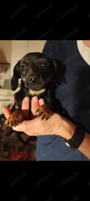 Chihuahua Zwergdackel Mix