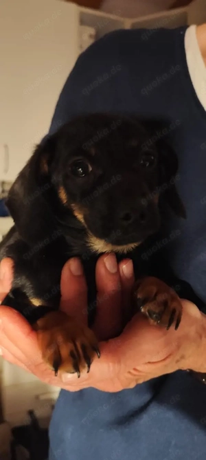 Chihuahua Zwergdackel Mix Bild 2