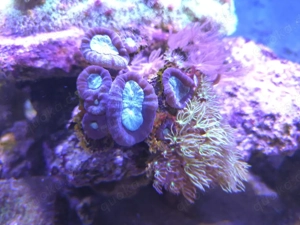 Fingerkoralle Caulastraea