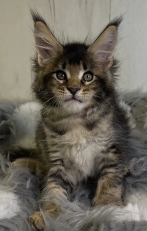 maine-coon