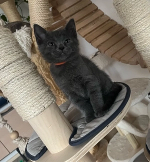 Siam-Bkh und Birma-Bkh Kitten