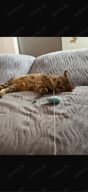 Ich verkaufe meine Katze Kora