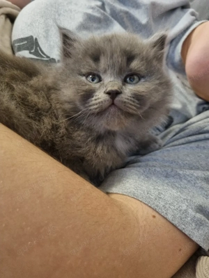 Kitten grau Birma Bkh 