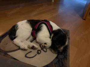 *Süße Mix Hündin abzugeben*